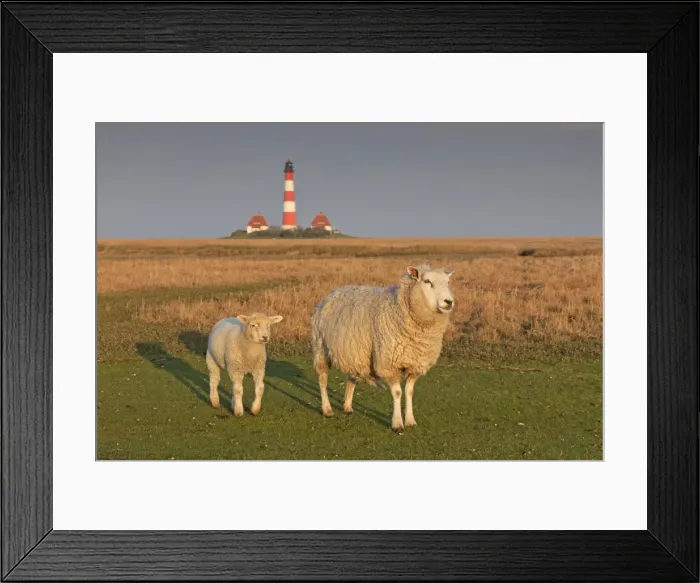 Framed Print : Picture No. 11672354 Framed Print : Picture No. 11672354