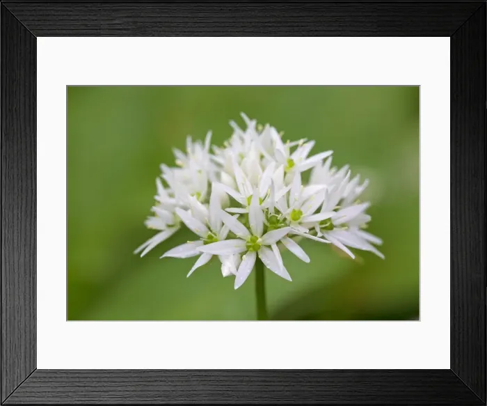 Framed Print : Picture No. 11672374 Framed Print : Picture No. 11672374