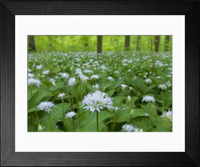 Framed Print : Picture No. 11672375 Framed Print : Picture No. 11672375