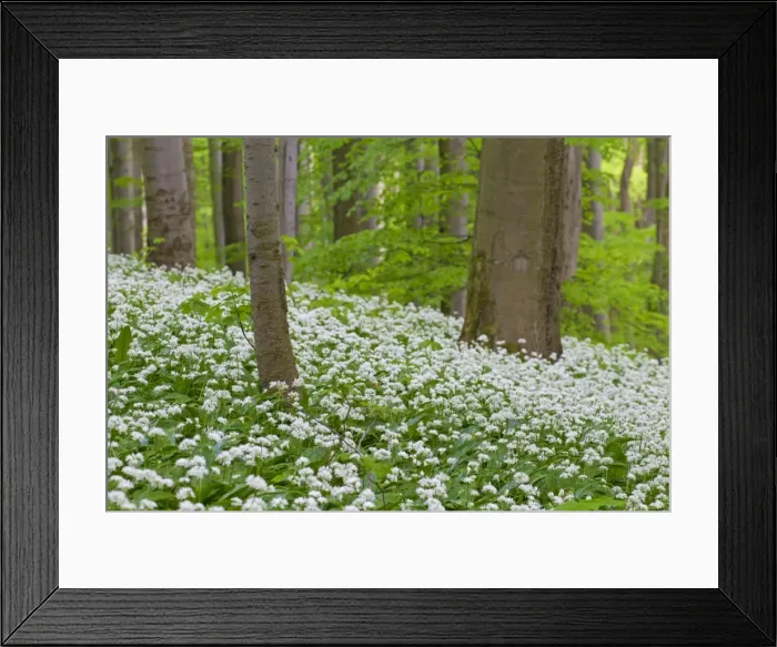 Framed Print : Picture No. 11672376 Framed Print : Picture No. 11672376