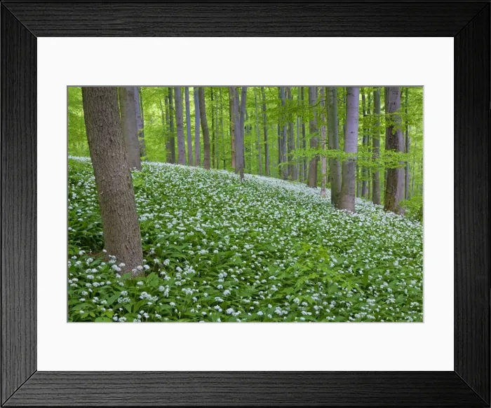 Framed Print : Picture No. 11672377 Framed Print : Picture No. 11672377