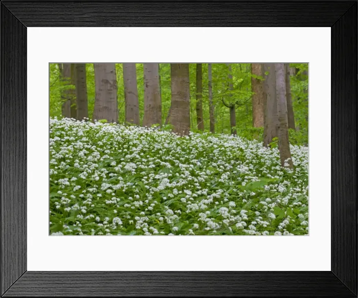 Framed Print : Picture No. 11672378 Framed Print : Picture No. 11672378