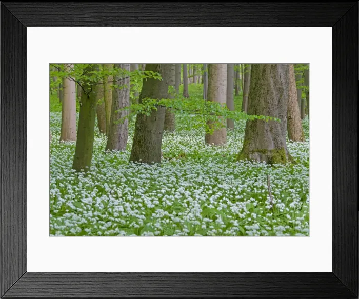 Framed Print : Picture No. 11672379 Framed Print : Picture No. 11672379