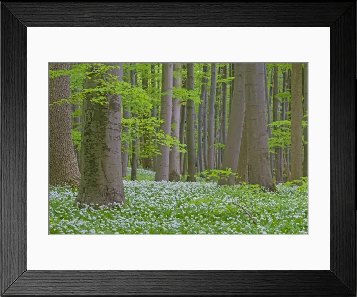 Framed Print : Picture No. 11672380 Framed Print : Picture No. 11672380