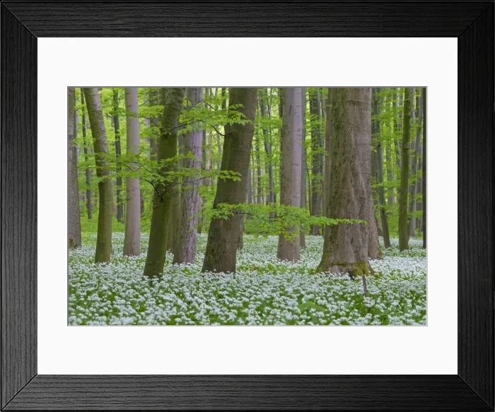 Framed Print : Picture No. 11672381 Framed Print : Picture No. 11672381
