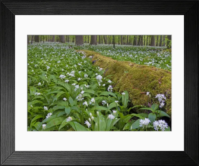 Framed Print : Picture No. 11672382 Framed Print : Picture No. 11672382