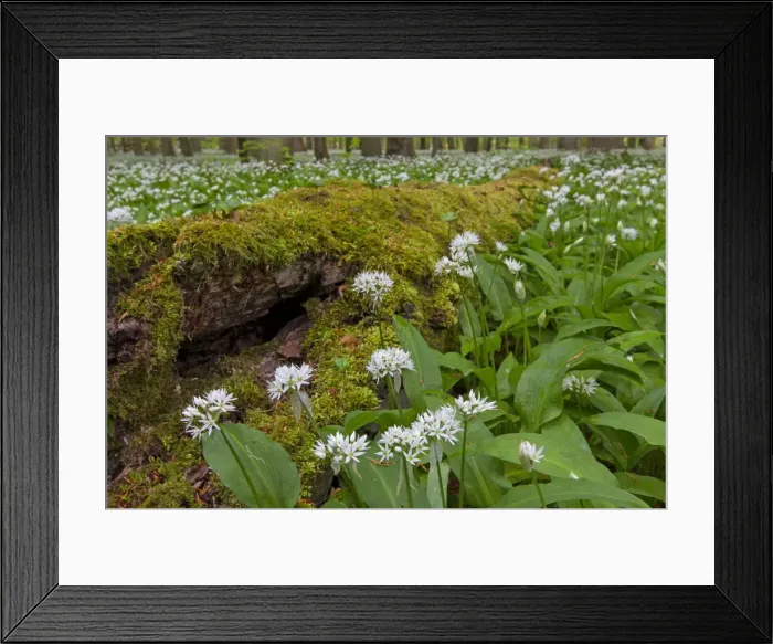 Framed Print : Picture No. 11672383 Framed Print : Picture No. 11672383