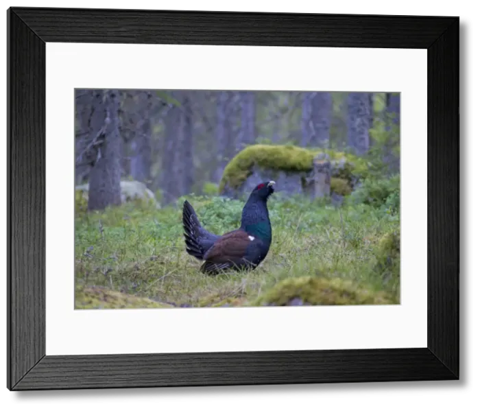 Framed Print : Picture No. 11672387 Framed Print : Picture No. 11672387