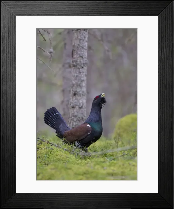 Framed Print : Picture No. 11672388 Framed Print : Picture No. 11672388