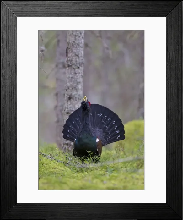 Framed Print : Picture No. 11672389 Framed Print : Picture No. 11672389