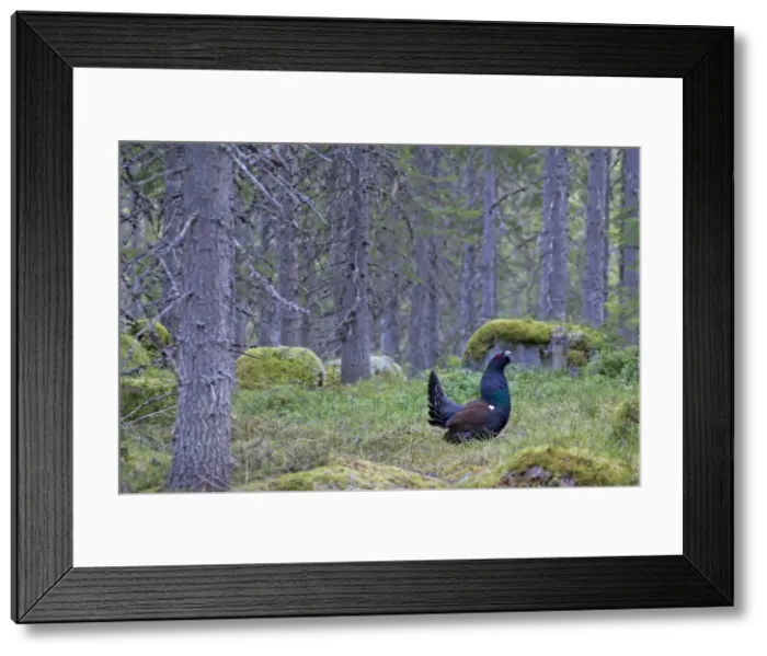 Framed Print : Picture No. 11672386 Framed Print : Picture No. 11672386