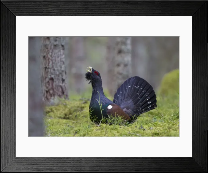 Framed Print : Picture No. 11672390 Framed Print : Picture No. 11672390