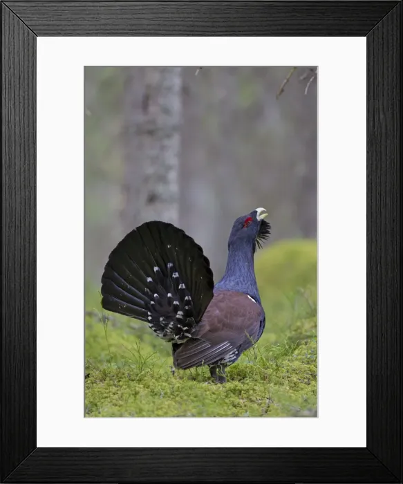 Framed Print : Picture No. 11672391 Framed Print : Picture No. 11672391