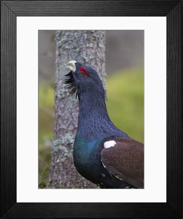 Framed Print : Picture No. 11672392 Framed Print : Picture No. 11672392