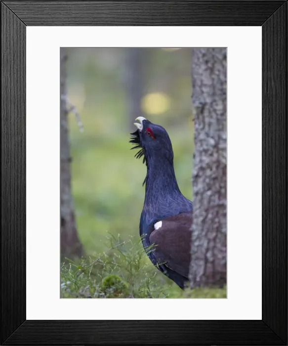 Framed Print : Picture No. 11672393 Framed Print : Picture No. 11672393