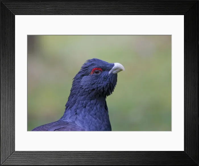 Framed Print : Picture No. 11672394 Framed Print : Picture No. 11672394