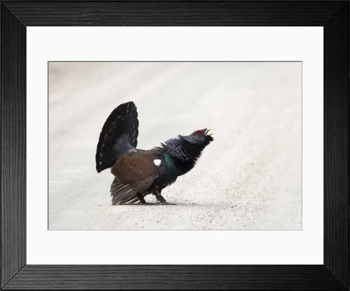 Framed Print : Picture No. 11672395 Framed Print : Picture No. 11672395