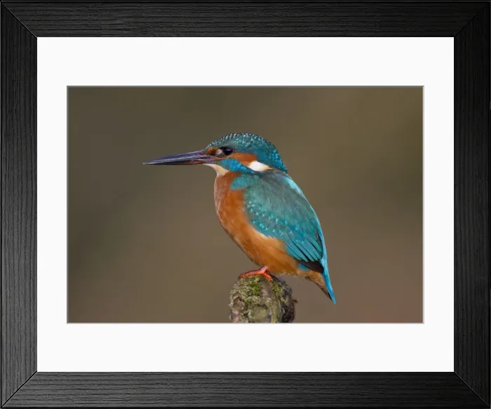 Framed Print : Picture No. 11672398 Framed Print : Picture No. 11672398