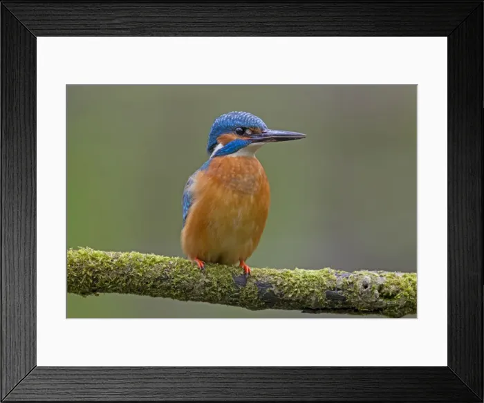 Framed Print : Picture No. 11672399 Framed Print : Picture No. 11672399
