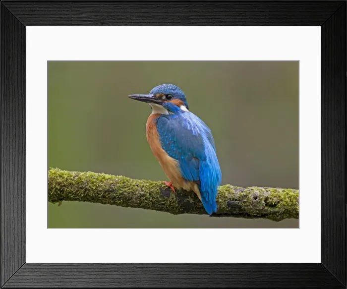 Framed Print : Picture No. 11672400 Framed Print : Picture No. 11672400