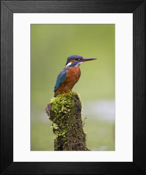 Framed Print : Picture No. 11672401 Framed Print : Picture No. 11672401