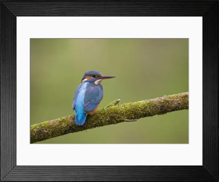 Framed Print : Picture No. 11672402 Framed Print : Picture No. 11672402