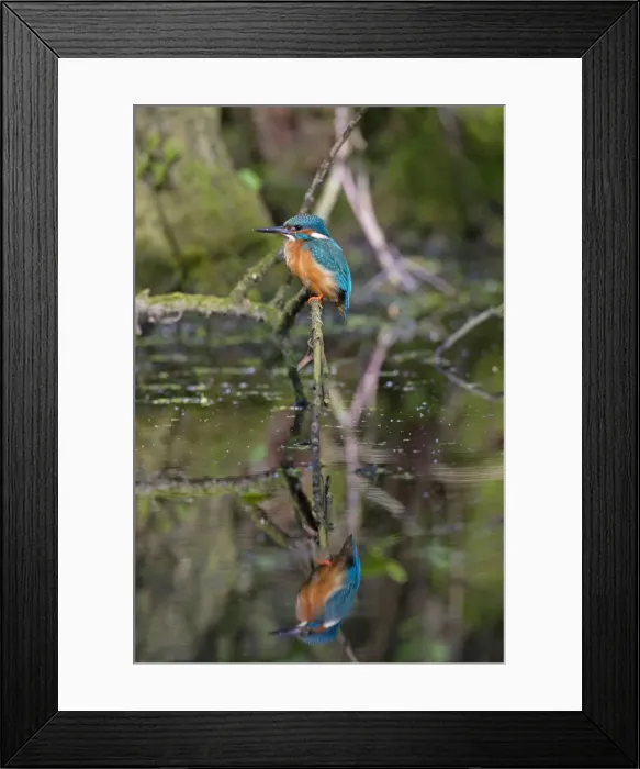 Framed Print : Picture No. 11672403 Framed Print : Picture No. 11672403