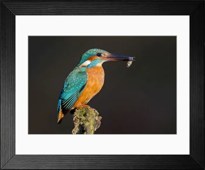 Framed Print : Picture No. 11672404 Framed Print : Picture No. 11672404