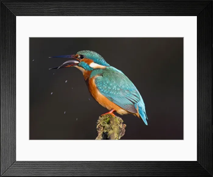 Framed Print : Picture No. 11672405 Framed Print : Picture No. 11672405