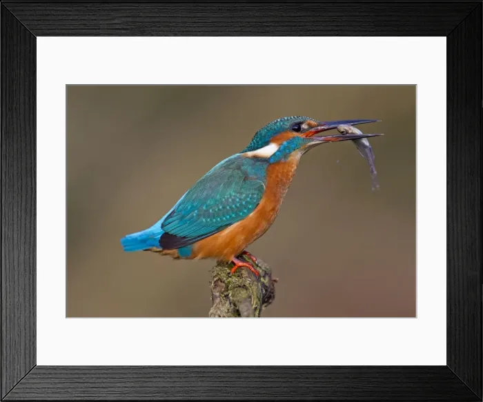 Framed Print : Picture No. 11672407 Framed Print : Picture No. 11672407