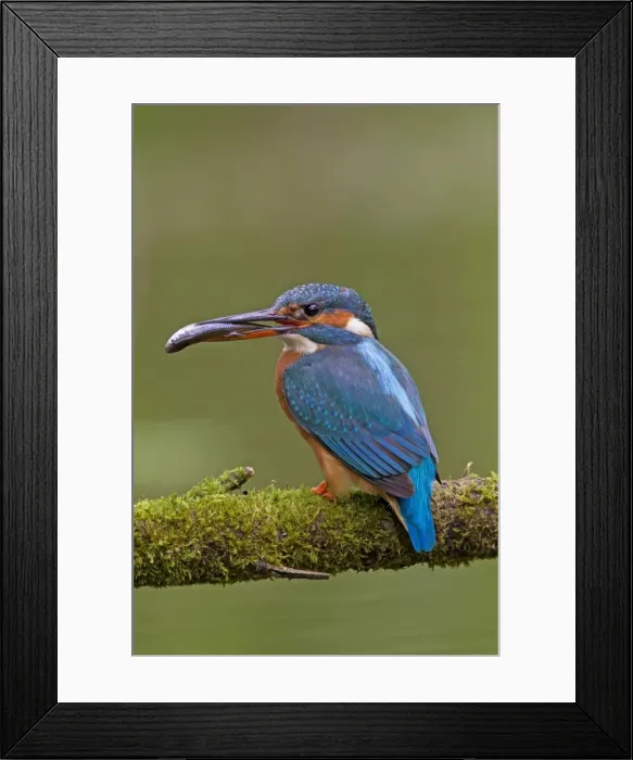 Framed Print : Picture No. 11672408 Framed Print : Picture No. 11672408