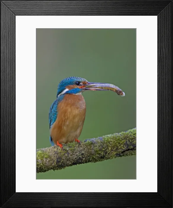 Framed Print : Picture No. 11672409 Framed Print : Picture No. 11672409