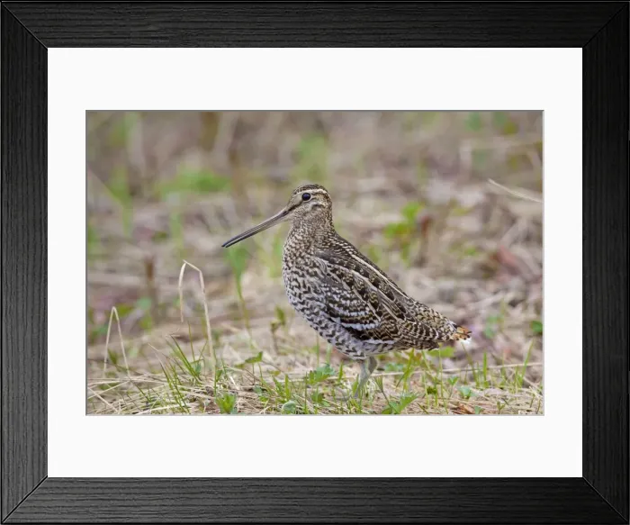 Framed Print : Picture No. 11672410 Framed Print : Picture No. 11672410