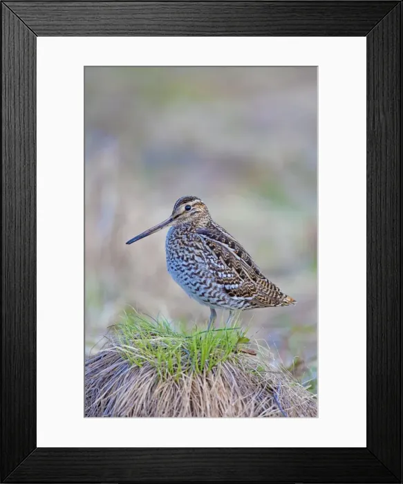 Framed Print : Picture No. 11672411 Framed Print : Picture No. 11672411