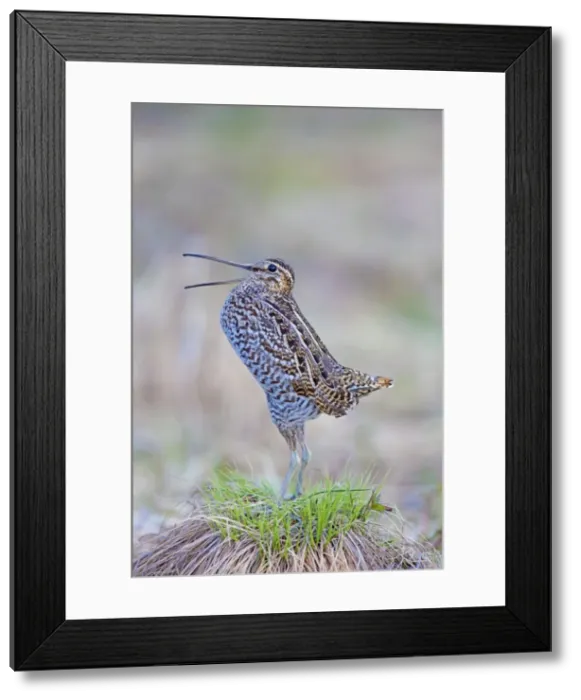 Framed Print : Picture No. 11672412 Framed Print : Picture No. 11672412