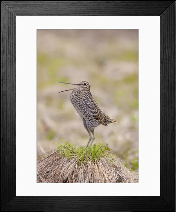 Framed Print : Picture No. 11672413 Framed Print : Picture No. 11672413