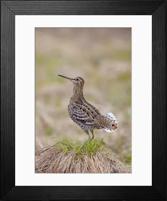 Framed Print : Picture No. 11672414 Framed Print : Picture No. 11672414