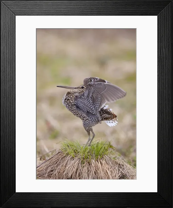 Framed Print : Picture No. 11672415 Framed Print : Picture No. 11672415