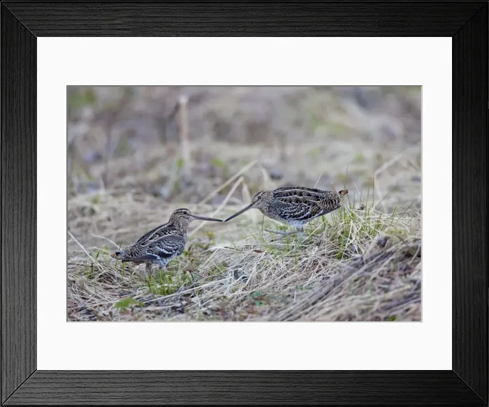 Framed Print : Picture No. 11672417