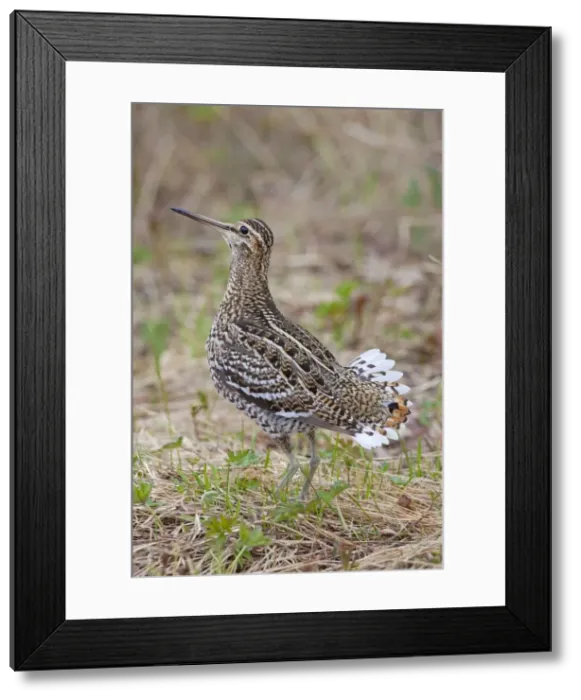 Framed Print : Picture No. 11672416 Framed Print : Picture No. 11672416