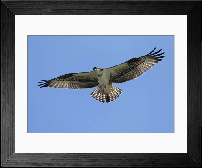Framed Print : Picture No. 11672419 Framed Print : Picture No. 11672419