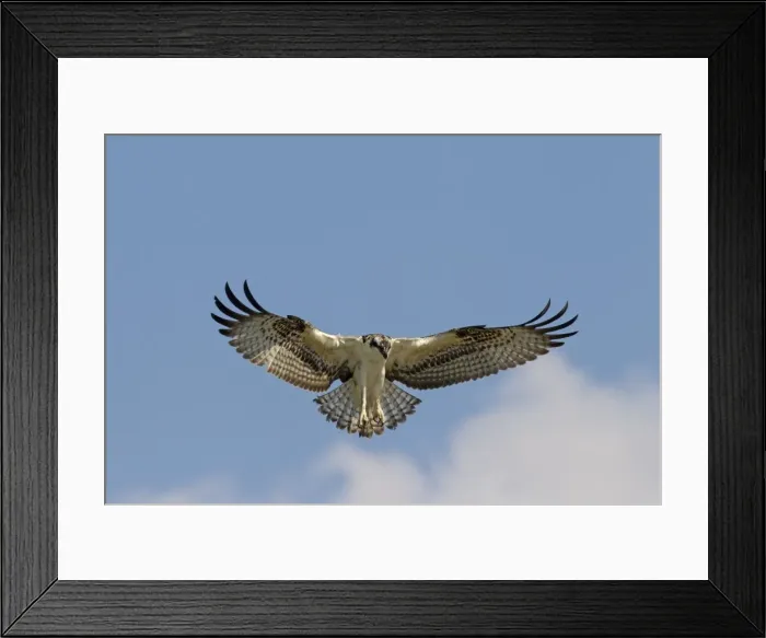 Framed Print : Picture No. 11672420 Framed Print : Picture No. 11672420