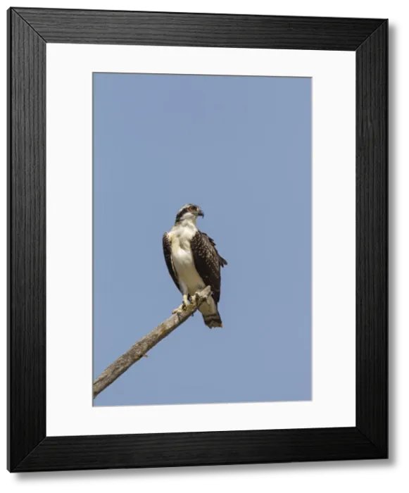 Framed Print : Picture No. 11672418 Framed Print : Picture No. 11672418