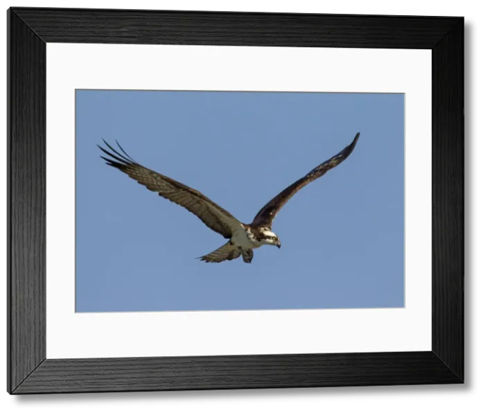 Framed Print : Picture No. 11672421 Framed Print : Picture No. 11672421