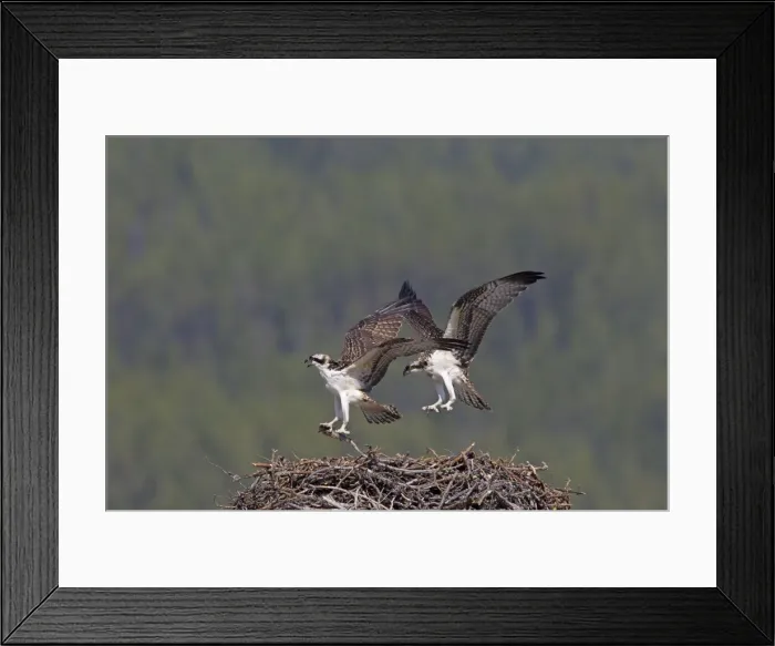 Framed Print : Picture No. 11672422 Framed Print : Picture No. 11672422