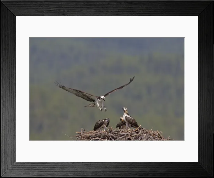 Framed Print : Picture No. 11672423 Framed Print : Picture No. 11672423