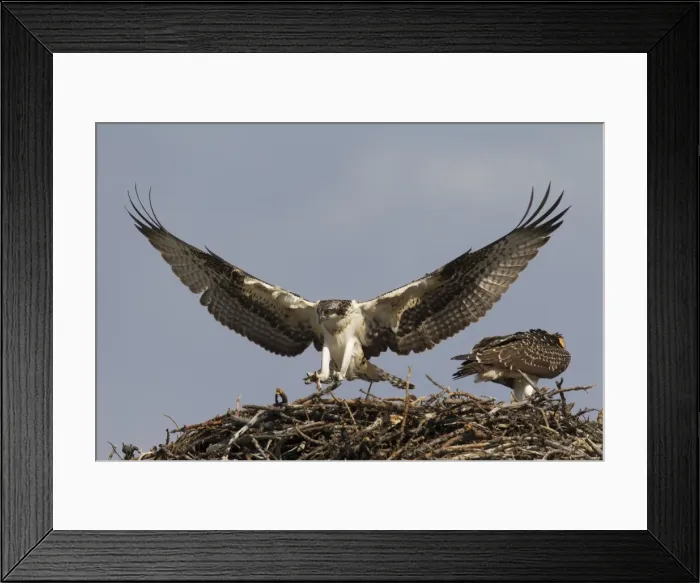 Framed Print : Picture No. 11672425 Framed Print : Picture No. 11672425