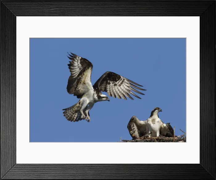 Framed Print : Picture No. 11672426