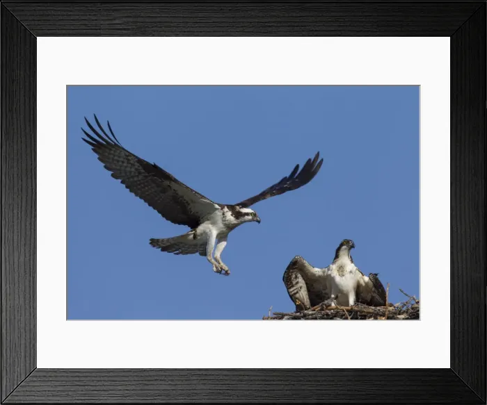 Framed Print : Picture No. 11672427 Framed Print : Picture No. 11672427