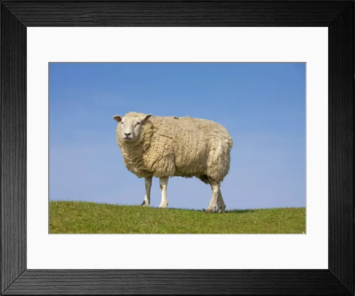 Framed Print : Picture No. 11672429 Framed Print : Picture No. 11672429